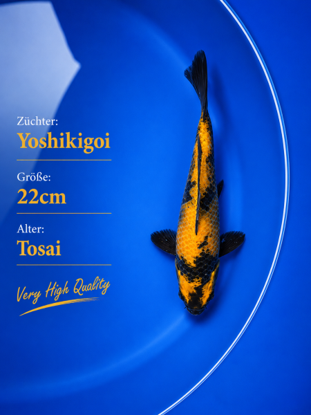 Tosai Yoshikigoi Koi #118