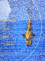 Tosai Yoshikigoi Koi #118
