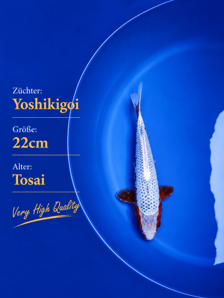Tosai Yoshikigoi Koi #119