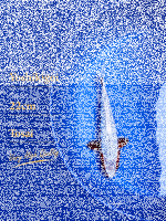 Tosai Yoshikigoi Koi #119