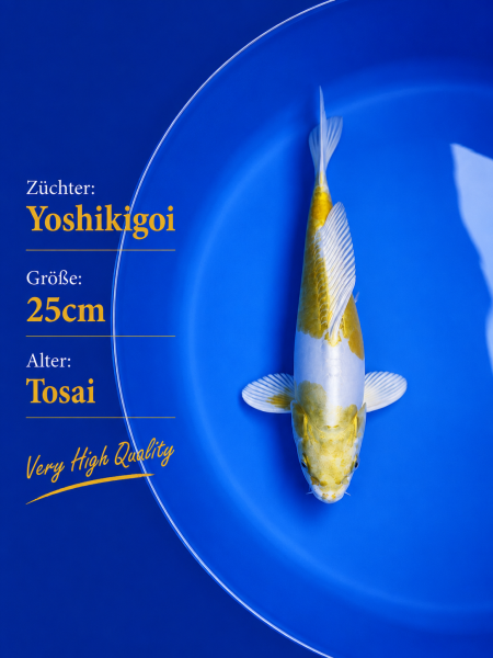 Tosai Yoshikigoi Koi #120