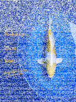 Tosai Yoshikigoi Koi #120