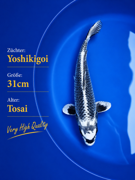 Tosai Yoshikigoi Koi #121