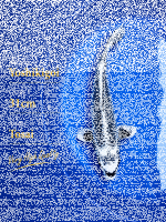 Tosai Yoshikigoi Koi #121