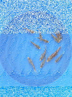 Shusui Mix 12 - 15cm