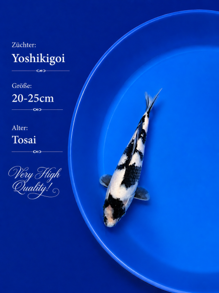 Tosai Yoshikigoi Koi #122