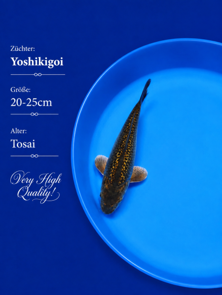 Tosai Yoshikigoi Koi #123