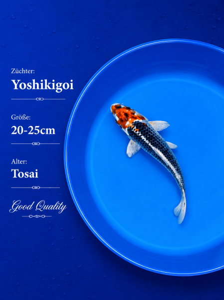Tosai Yoshikigoi Koi #124