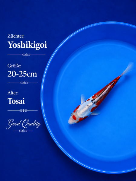 Tosai Yoshikigoi Koi #125