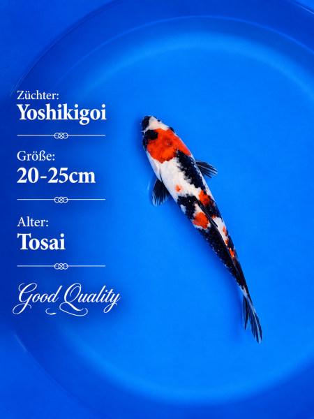 Tosai Yoshikigoi Koi #126