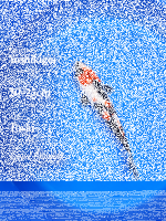 Tosai Yoshikigoi Koi #126