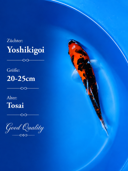 Tosai Yoshikigoi Koi #127