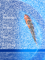 Tosai Yoshikigoi Koi #127