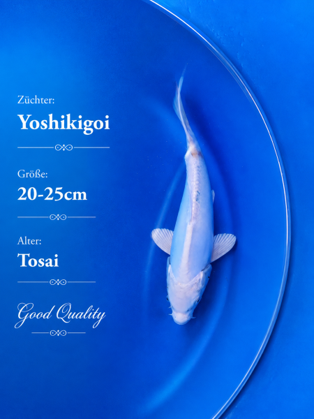 Tosai Yoshikigoi Koi #128