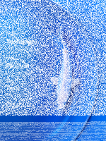 Tosai Yoshikigoi Koi #128