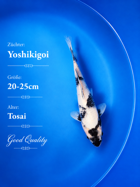 Tosai Yoshikigoi Koi #129