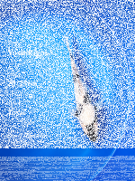 Tosai Yoshikigoi Koi #129