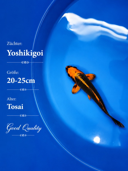 Tosai Yoshikigoi Koi #130
