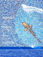 Tosai Yoshikigoi Koi #130