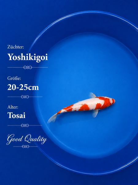 Tosai Yoshikigoi Koi #131