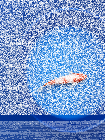 Tosai Yoshikigoi Koi #131