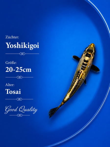 Tosai Yoshikigoi Koi #133