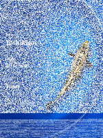 Tosai Yoshikigoi Koi #133