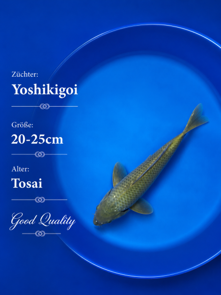 Tosai Yoshikigoi Koi #134