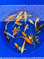 Versandkostenfrei | 10x Tosai 12–15 cm
