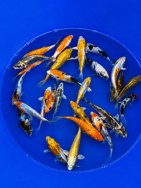 25x Tosai 12–15 cm | Versandkostenfrei