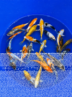 Versandkostenfrei | 25x Tosai 12–15 cm