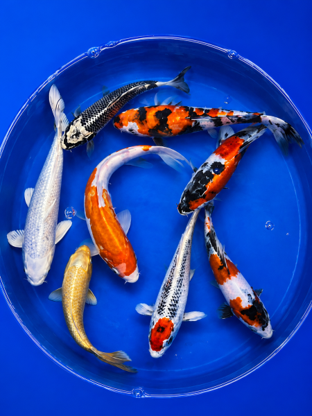 Versandkostenfrei | 6x Jumbo Tosai Mix 20-25cm