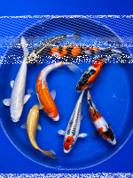 Versandkostenfrei | 6x Jumbo Tosai Mix 20-25cm