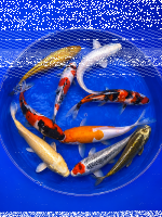 Versandkostenfrei | 6x Jumbo Tosai Mix 20-25cm