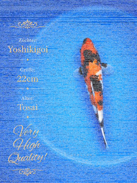 Tosai Yoshikigoi Koi #135