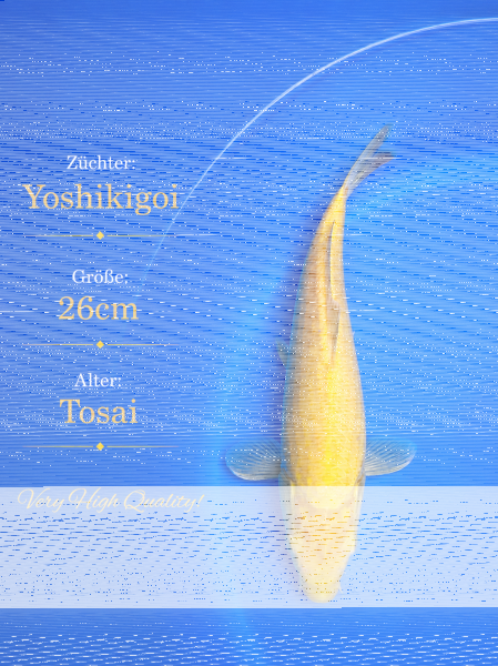 Tosai Yoshikigoi Koi #136