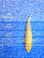 Tosai Yoshikigoi Koi #136