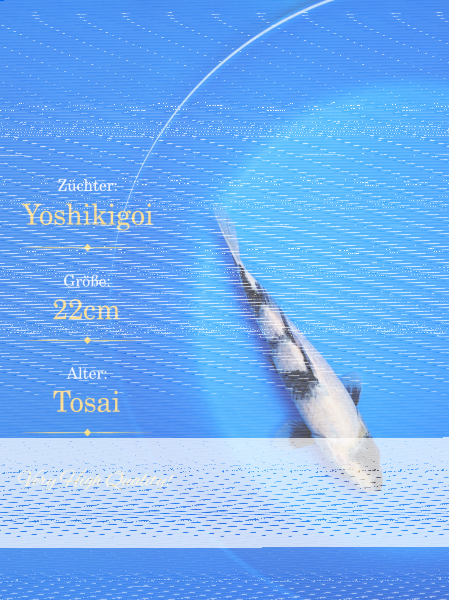 Tosai Yoshikigoi Koi #137
