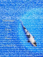Tosai Yoshikigoi Koi #137