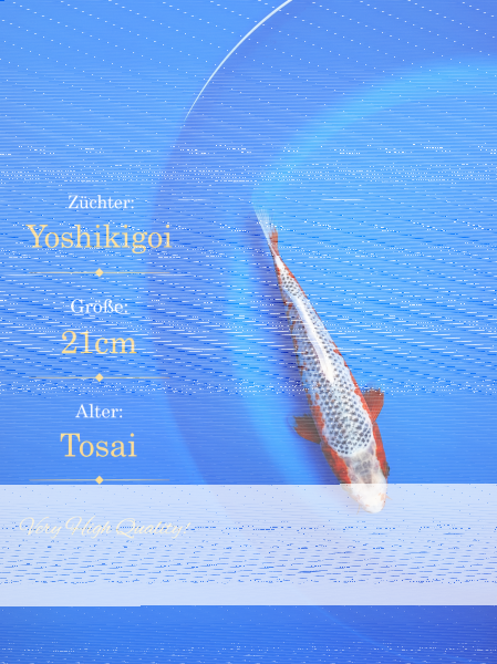 Tosai Yoshikigoi Koi #138