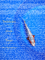 Tosai Yoshikigoi Koi #138