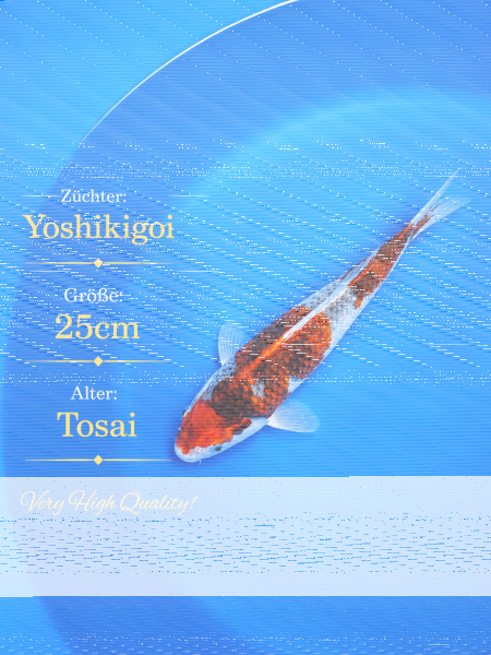 Tosai Yoshikigoi Koi #139