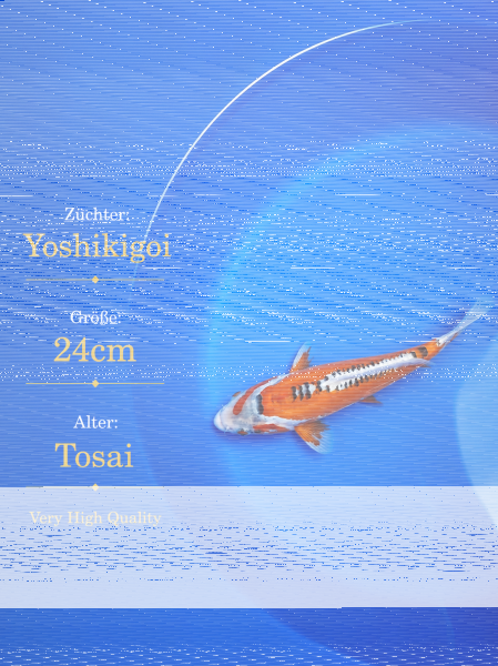 Tosai Yoshikigoi Koi #140