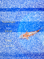 Tosai Yoshikigoi Koi #140
