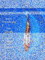 Tosai Yoshikigoi Koi #141