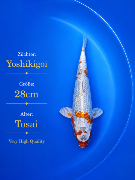 Tosai Yoshikigoi Koi #142
