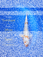 Tosai Yoshikigoi Koi #142