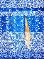 Tosai Yoshikigoi Koi #143