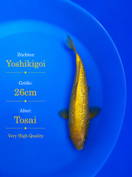 Tosai Yoshikigoi Koi #144