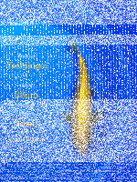 Tosai Yoshikigoi Koi #144